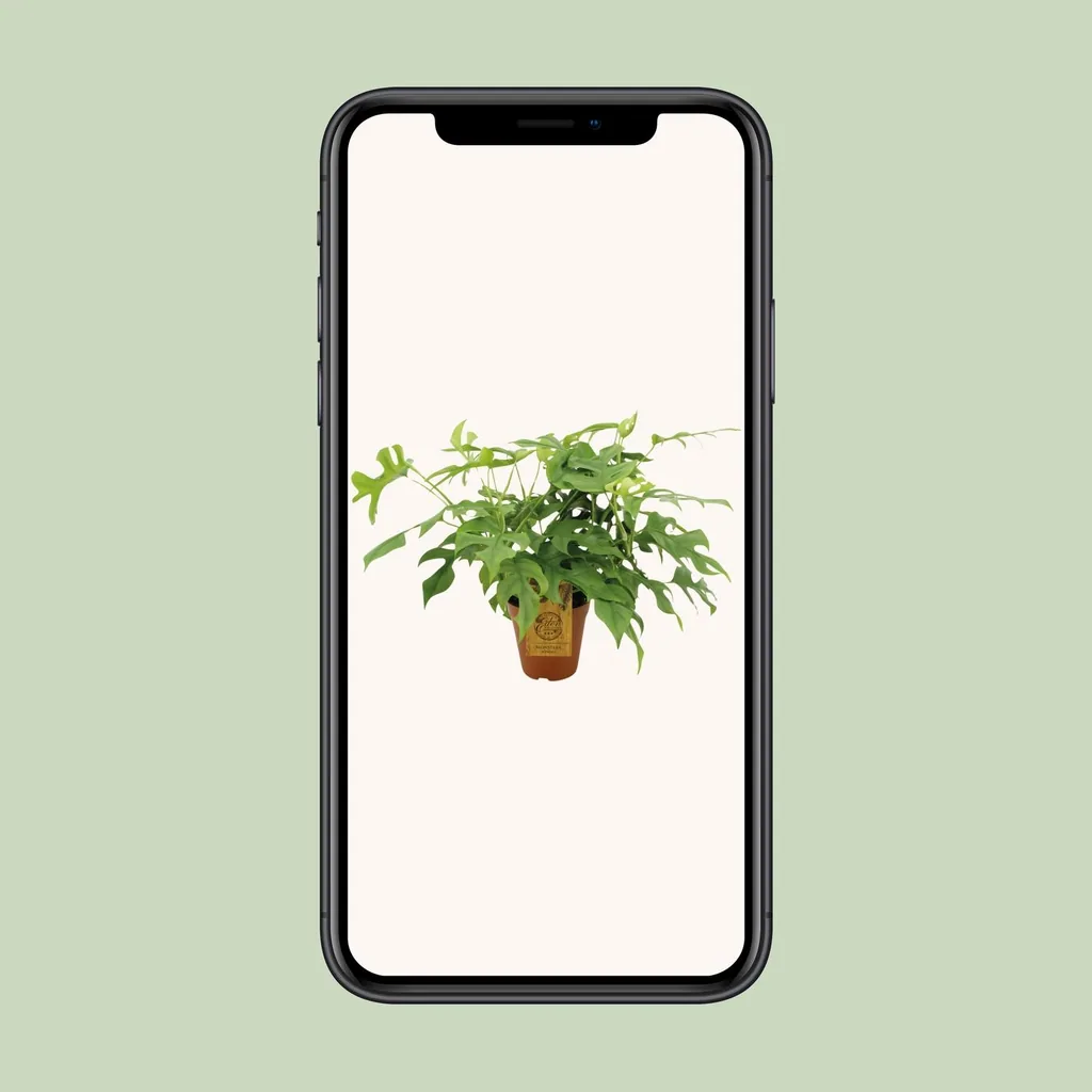 Mini-Monstera (Rhaphidophora tetrasperma) – pflegeleichte Zimmerpflanze, Topf-Ø 15 cm, Höhe ca. 25 cm