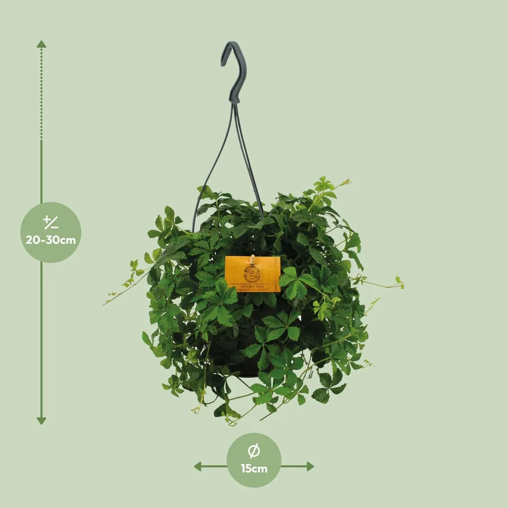 Wilder Wein (Parthenocissus quinquefolia) – winterharte Kletterpflanze, Topf-Ø 15 cm, Höhe ca. 15 cm