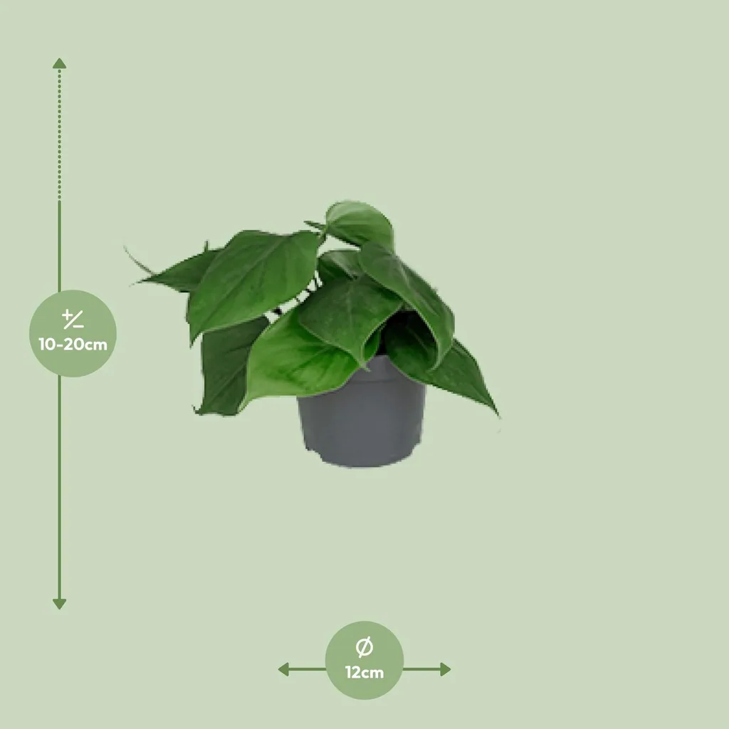 Kletter-Philodendron (Philodendron scandens) – pflegeleichte Zimmerpflanze, Topf-Ø 12 cm, Höhe ca. 15 cm