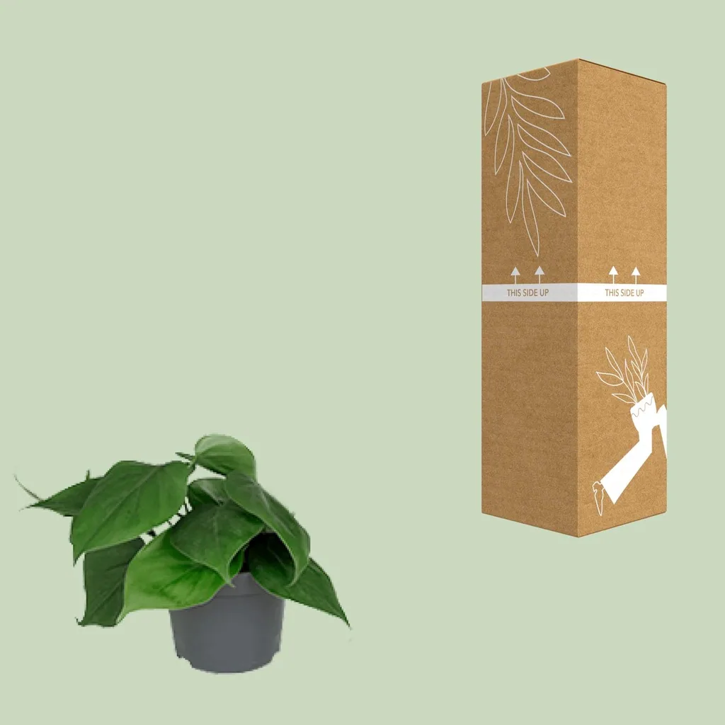 Kletter-Philodendron (Philodendron scandens) – pflegeleichte Zimmerpflanze, Topf-Ø 12 cm, Höhe ca. 15 cm
