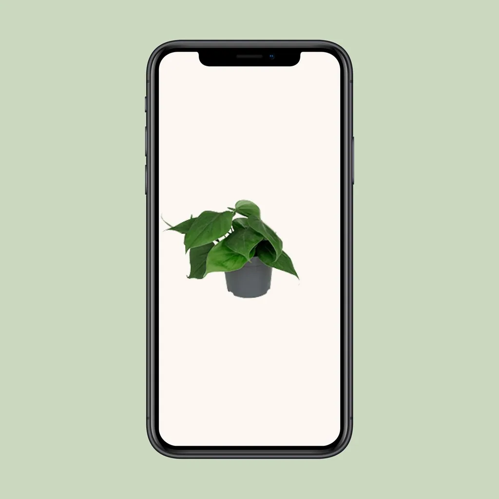 Kletter-Philodendron (Philodendron scandens) – pflegeleichte Zimmerpflanze, Topf-Ø 12 cm, Höhe ca. 15 cm