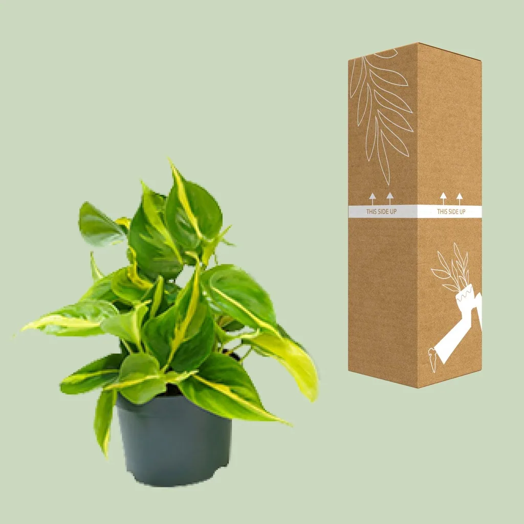 Kletter-Philodendron 'Brasil' (Philodendron scandens) – pflegeleichte Zimmerpflanze, Topf-Ø 12 cm, Höhe ca. 15 cm