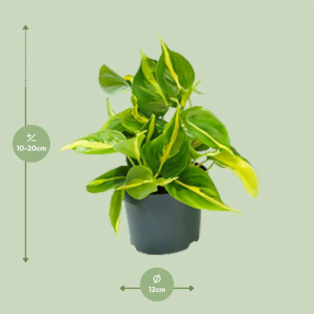 Kletter-Philodendron 'Brasil' (Philodendron scandens) – pflegeleichte Zimmerpflanze, Topf-Ø 12 cm, Höhe ca. 15 cm