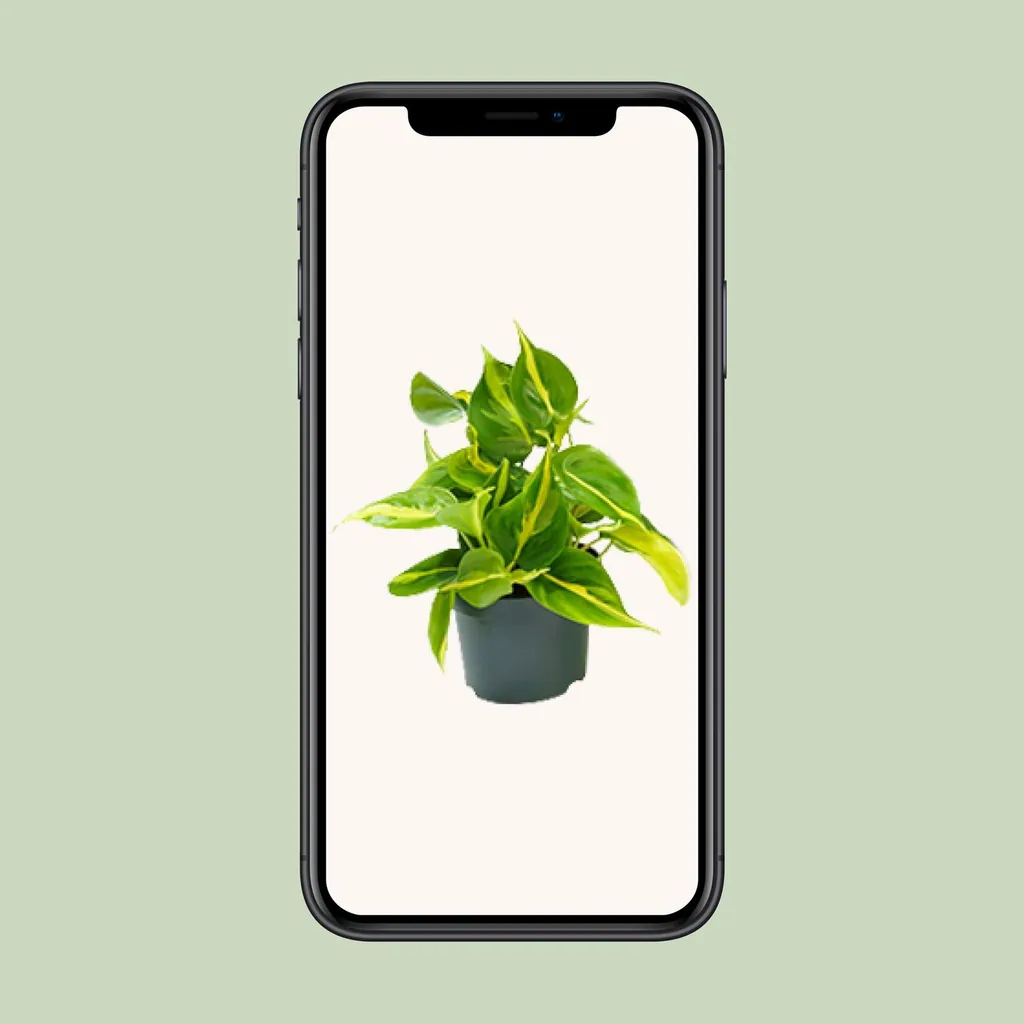Kletter-Philodendron 'Brasil' (Philodendron scandens) – pflegeleichte Zimmerpflanze, Topf-Ø 12 cm, Höhe ca. 15 cm