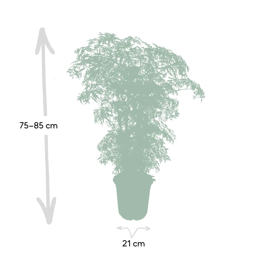 Fiederaralie (Polyscias fruticosa) – pflegeleichte Zimmerpflanze, Topf-Ø 21 cm, Höhe ca. 75 cm