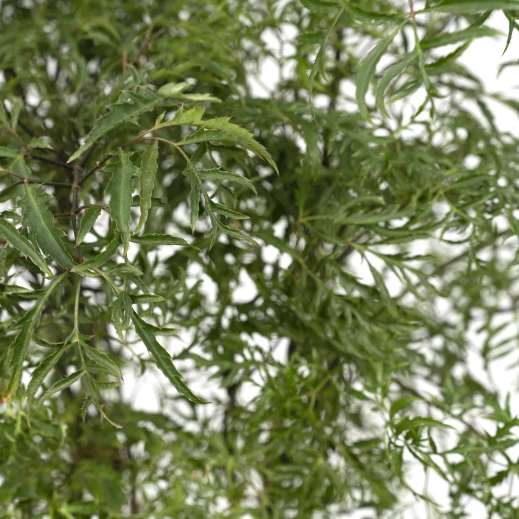 Fiederaralie (Polyscias fruticosa) – pflegeleichte Zimmerpflanze, Topf-Ø 21 cm, Höhe ca. 75 cm