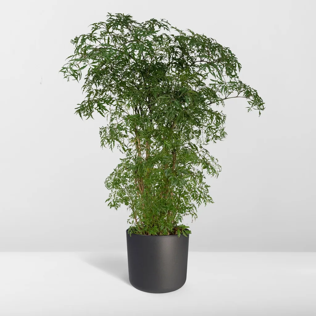 Fiederaralie (Polyscias fruticosa) – pflegeleichte Zimmerpflanze, Topf-Ø 21 cm, Höhe ca. 75 cm