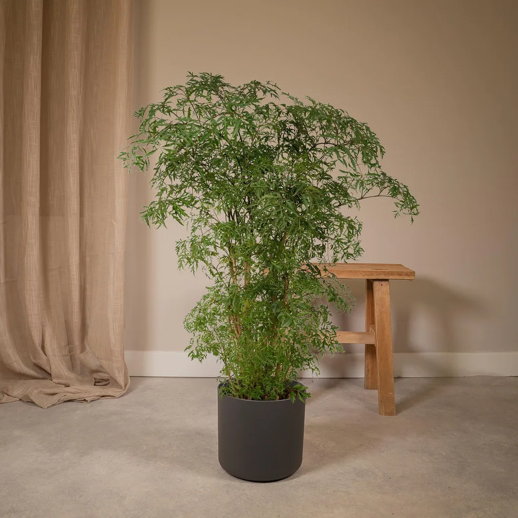 Fiederaralie (Polyscias fruticosa) – pflegeleichte Zimmerpflanze, Topf-Ø 21 cm, Höhe ca. 75 cm