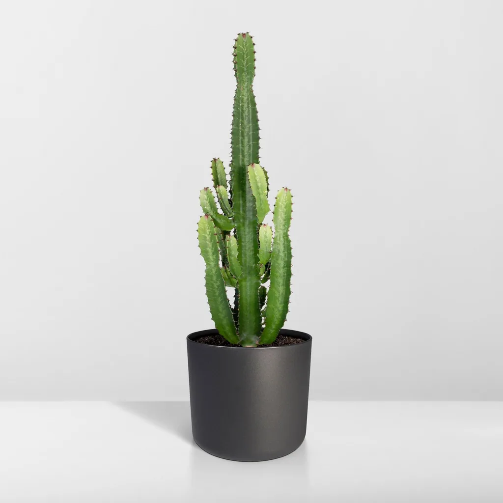 Afrikanische Säulenwolfsmilch (Euphorbia acrurensis) – pflegeleichte Zimmerpflanze, Topf-Ø 24 cm, Höhe ca. 60 cm