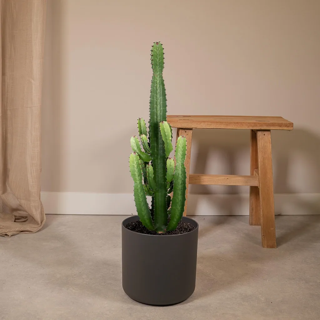 Afrikanische Säulenwolfsmilch (Euphorbia acrurensis) – pflegeleichte Zimmerpflanze, Topf-Ø 24 cm, Höhe ca. 60 cm