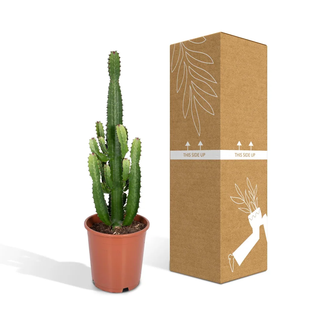 Afrikanische Säulenwolfsmilch (Euphorbia acrurensis) – pflegeleichte Zimmerpflanze, Topf-Ø 24 cm, Höhe ca. 60 cm