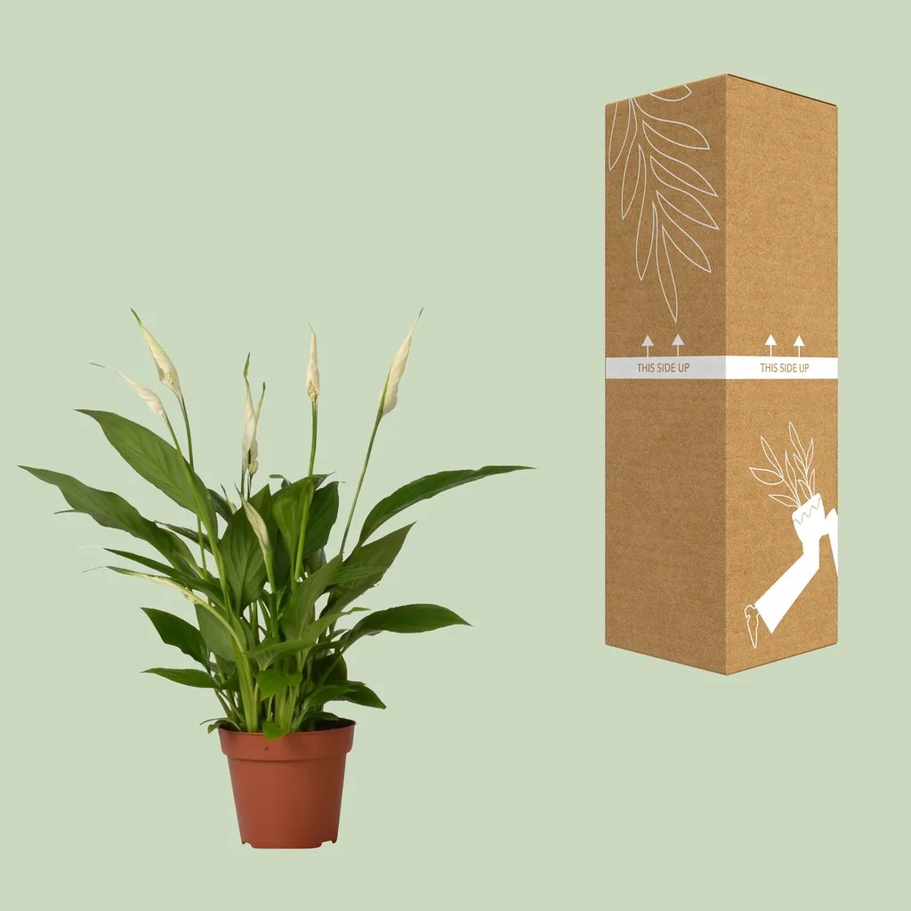 Einblatt 'Bingo Cupido' (Spathiphyllum) – pflegeleichte Zimmerpflanze, Topf-Ø 12 cm, Höhe ca. 45 cm