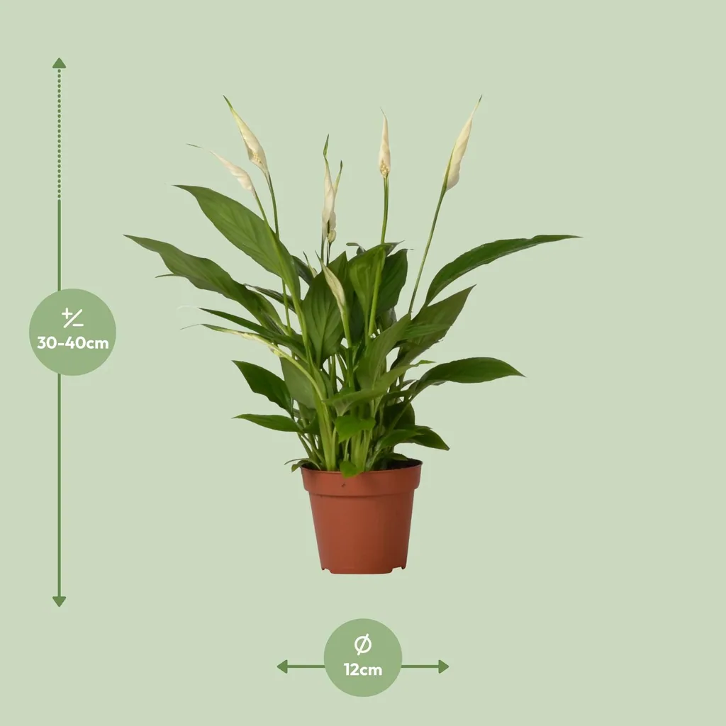 Einblatt 'Bingo Cupido' (Spathiphyllum) – pflegeleichte Zimmerpflanze, Topf-Ø 12 cm, Höhe ca. 45 cm