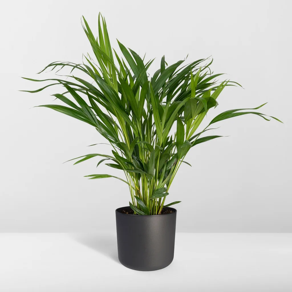 Goldfruchtpalme (Dypsis lutescens) – pflegeleichte Zimmerpflanze, Topf-Ø 17 cm, Höhe ca. 60 cm