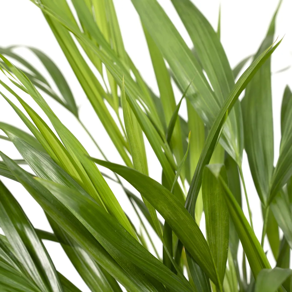 Goldfruchtpalme (Dypsis lutescens) – pflegeleichte Zimmerpflanze, Topf-Ø 17 cm, Höhe ca. 60 cm