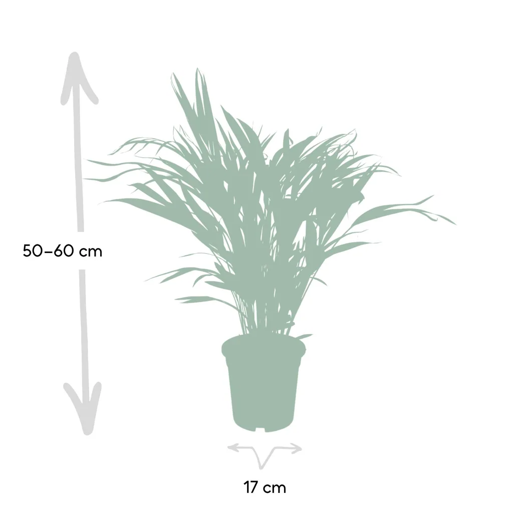 Goldfruchtpalme (Dypsis lutescens) – pflegeleichte Zimmerpflanze, Topf-Ø 17 cm, Höhe ca. 60 cm