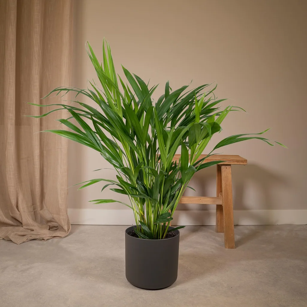 Goldfruchtpalme (Dypsis lutescens) – pflegeleichte Zimmerpflanze, Topf-Ø 17 cm, Höhe ca. 60 cm