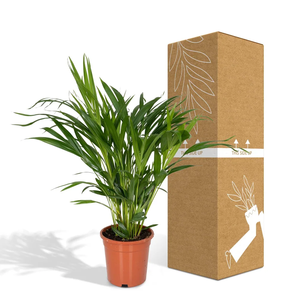 Goldfruchtpalme (Dypsis lutescens) – pflegeleichte Zimmerpflanze, Topf-Ø 17 cm, Höhe ca. 60 cm