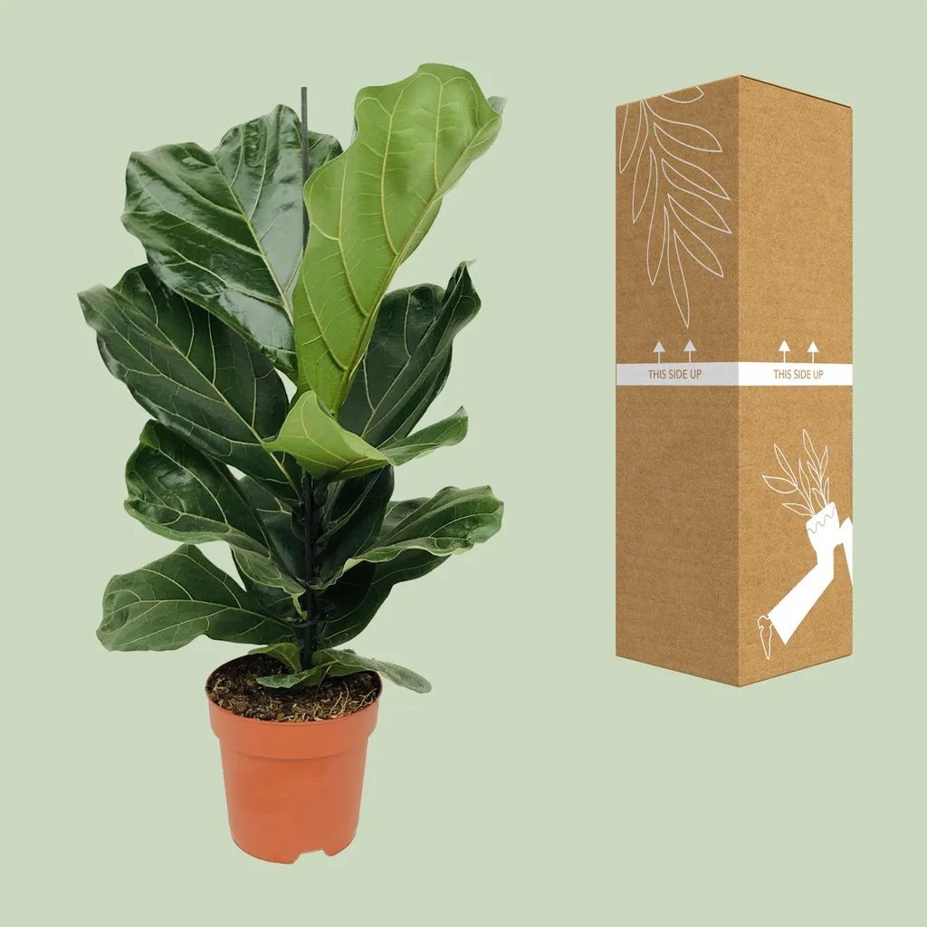 Geigenfeige (Ficus lyrata) – pflegeleichte Zimmerpflanze, Topf-Ø 17 cm, Höhe ca. 75 cm