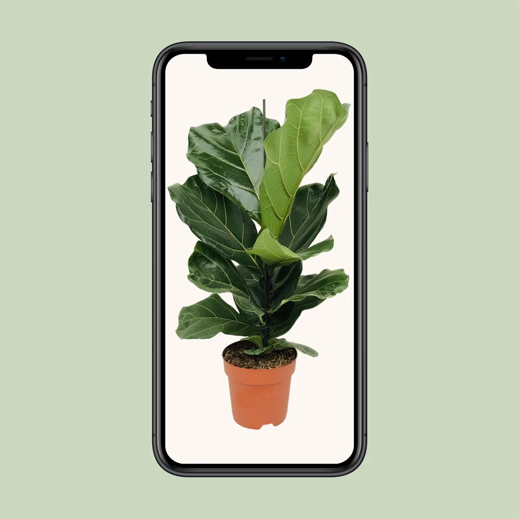 Geigenfeige (Ficus lyrata) – pflegeleichte Zimmerpflanze, Topf-Ø 17 cm, Höhe ca. 75 cm