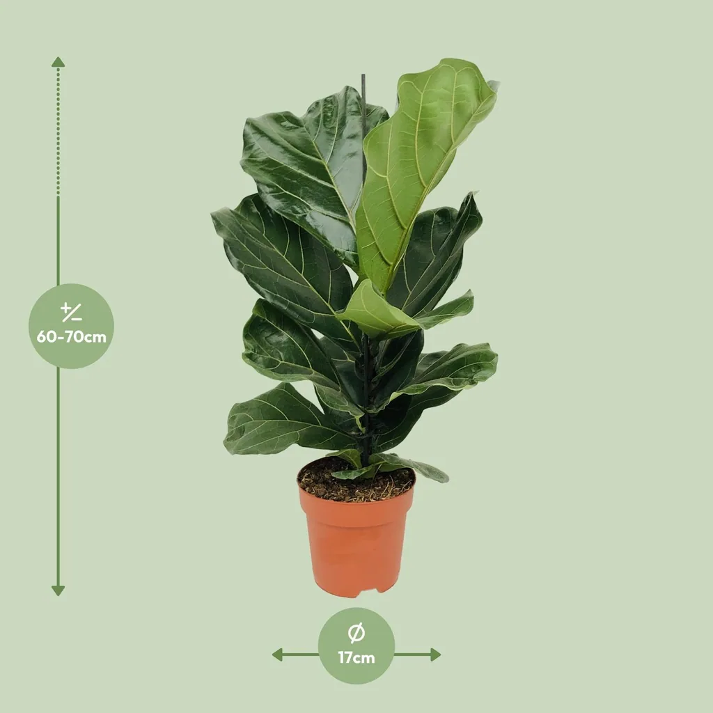 Geigenfeige (Ficus lyrata) – pflegeleichte Zimmerpflanze, Topf-Ø 17 cm, Höhe ca. 75 cm