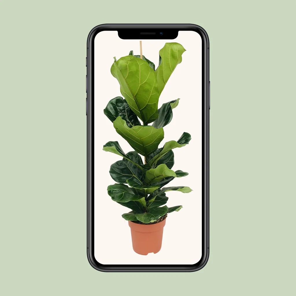 Geigenfeige (Ficus lyrata) – pflegeleichte Zimmerpflanze, Topf-Ø 21 cm, Höhe ca. 100 cm