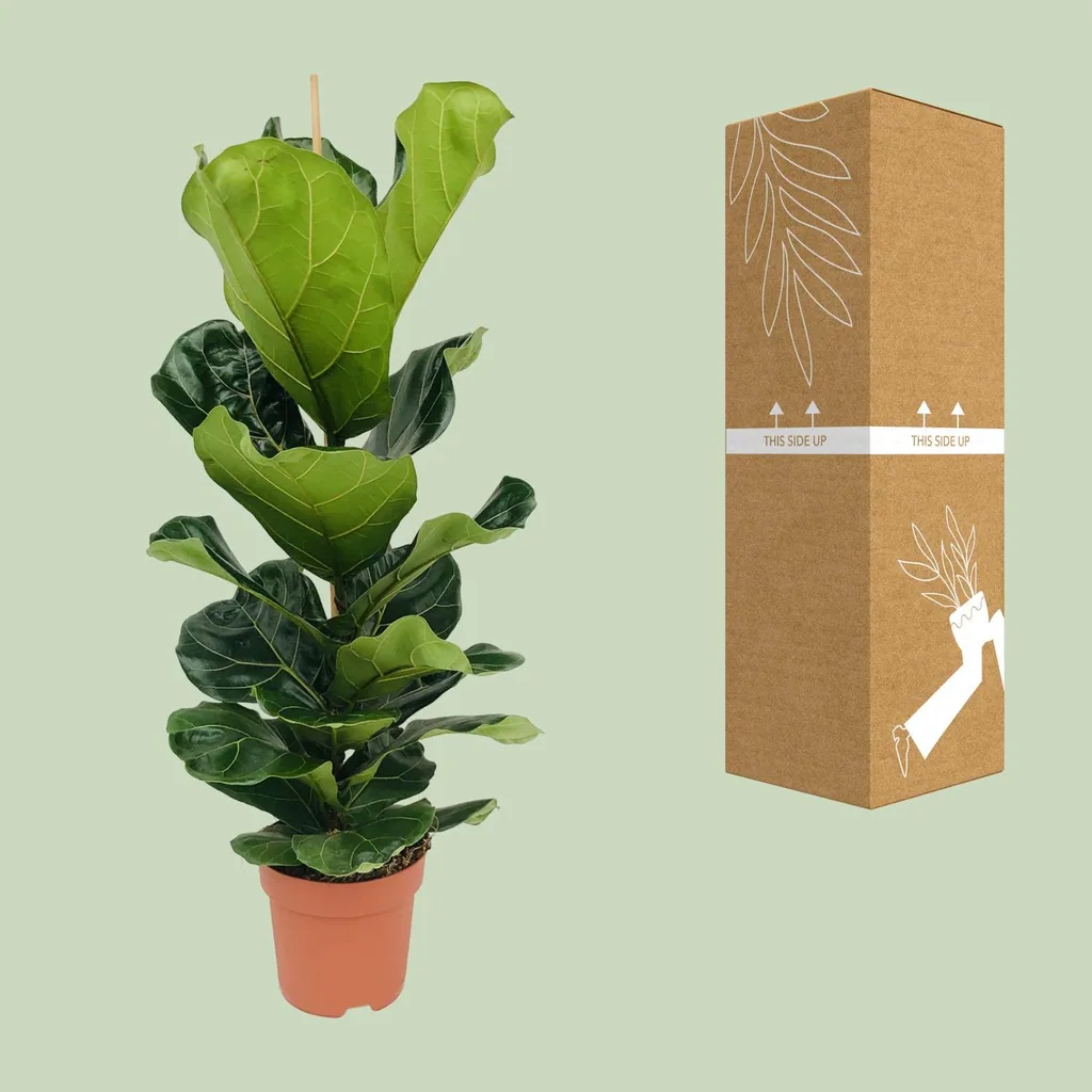 Geigenfeige (Ficus lyrata) – pflegeleichte Zimmerpflanze, Topf-Ø 21 cm, Höhe ca. 100 cm