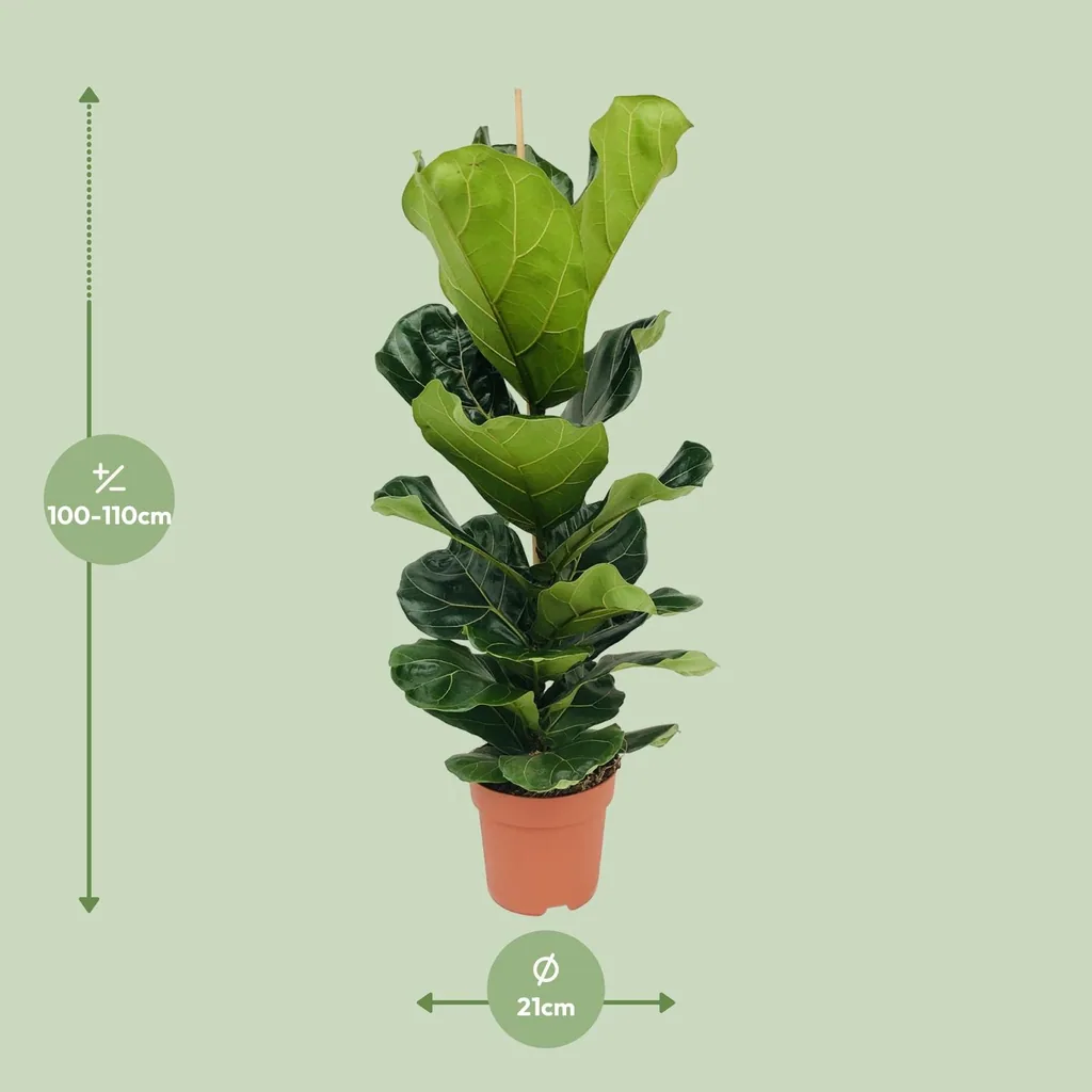Geigenfeige (Ficus lyrata) – pflegeleichte Zimmerpflanze, Topf-Ø 21 cm, Höhe ca. 100 cm