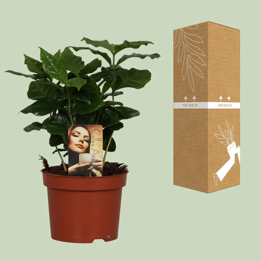 Kaffeepflanze (Coffea arabica) – pflegeleichte Zimmerpflanze, Topf-Ø 12 cm, Höhe ca. 25 cm