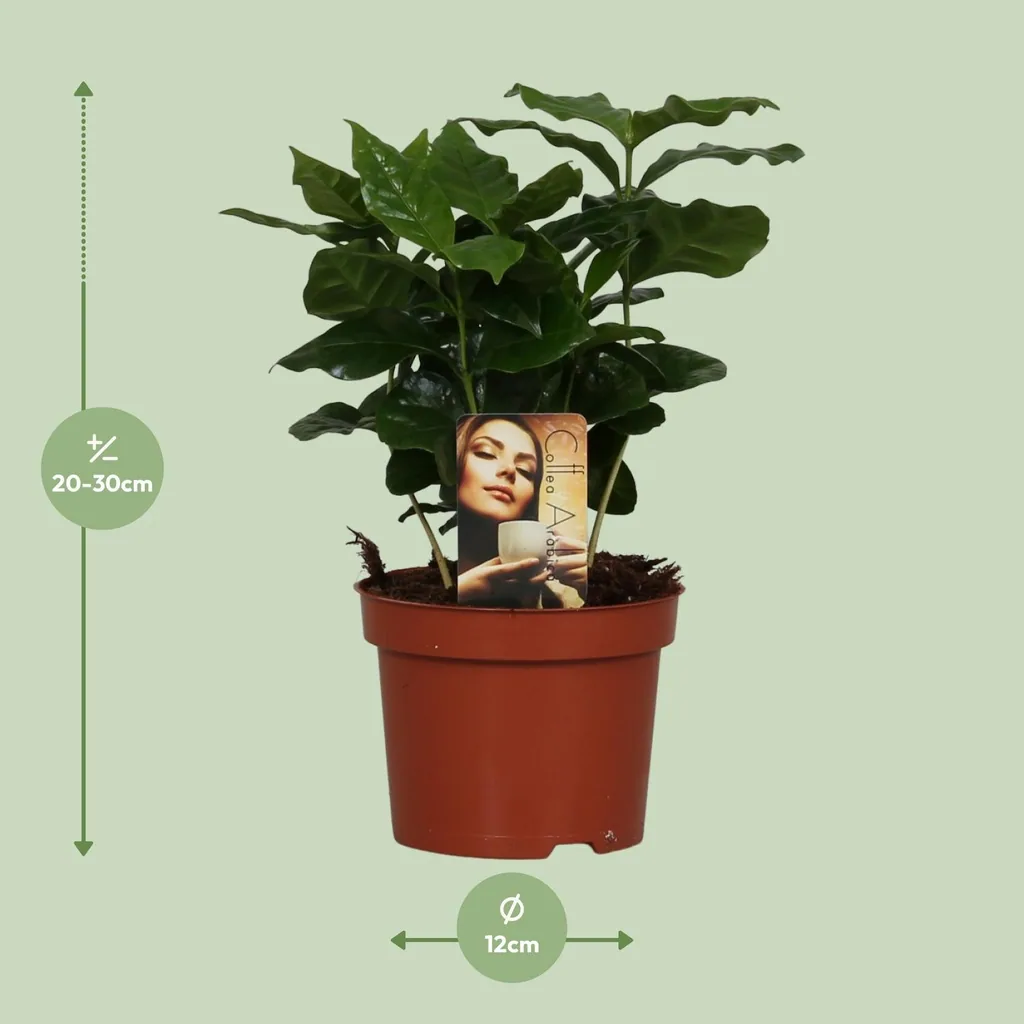 Kaffeepflanze (Coffea arabica) – pflegeleichte Zimmerpflanze, Topf-Ø 12 cm, Höhe ca. 25 cm