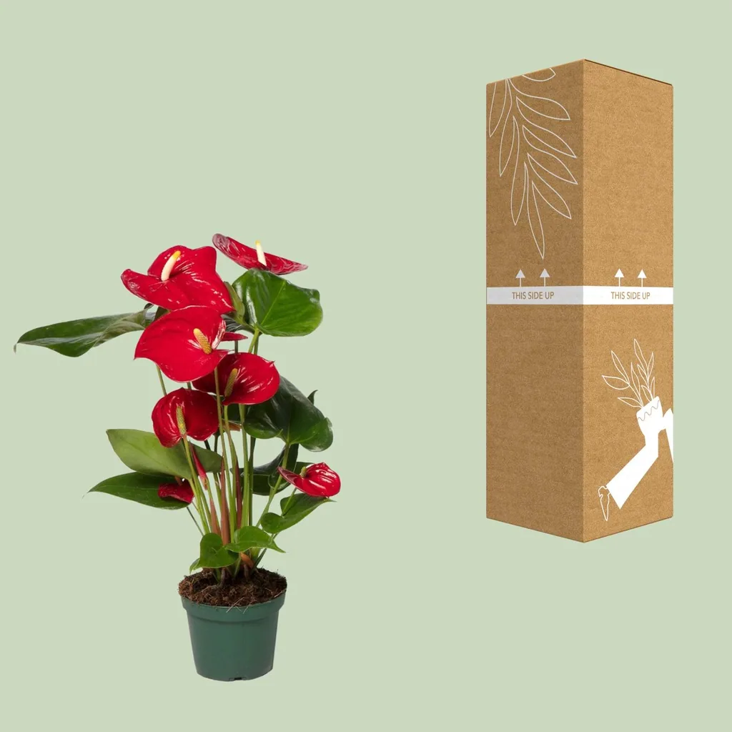 Flamingoblume rot (Anthurium) – pflegeleichte Zimmerpflanze, Topf-Ø 12 cm, Höhe ca. 40 cm
