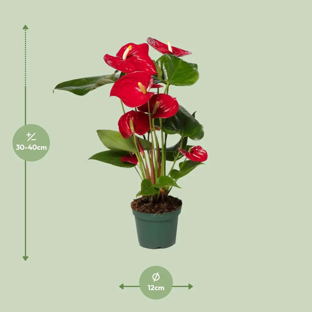 Flamingoblume rot (Anthurium) – pflegeleichte Zimmerpflanze, Topf-Ø 12 cm, Höhe ca. 40 cm