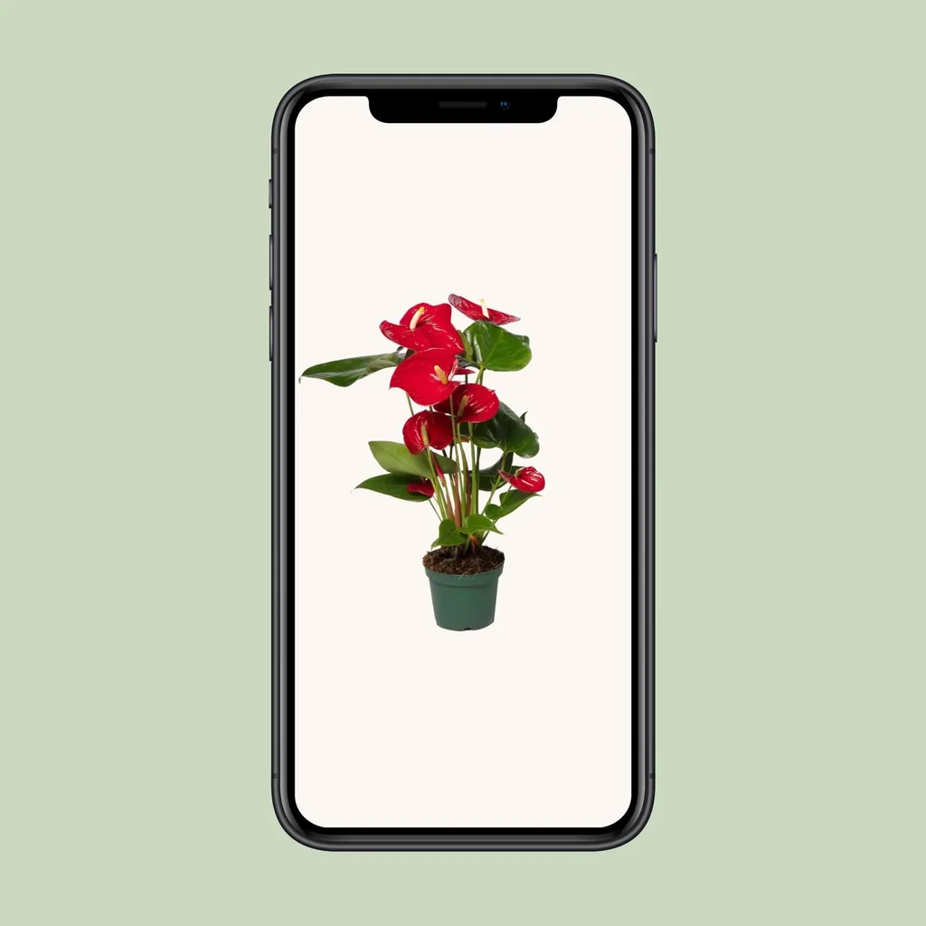 Flamingoblume rot (Anthurium) – pflegeleichte Zimmerpflanze, Topf-Ø 12 cm, Höhe ca. 40 cm