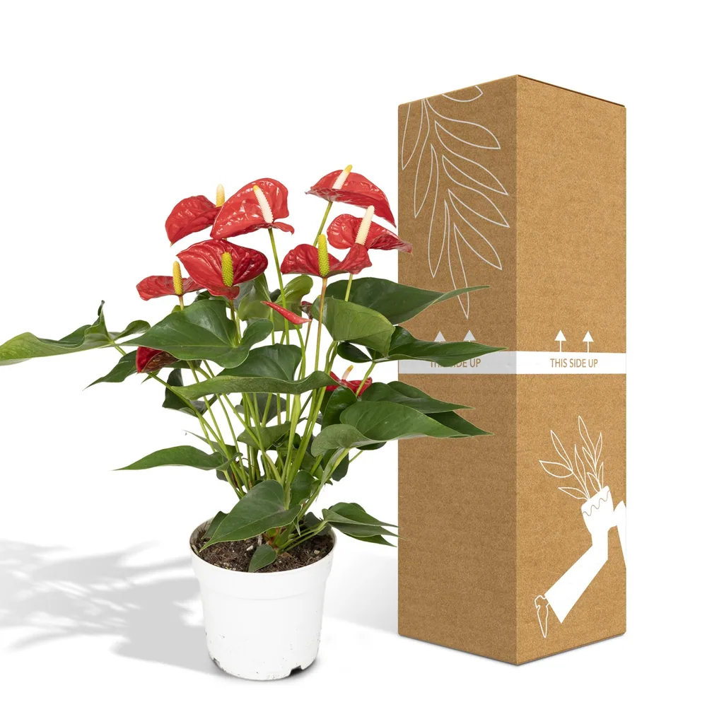 Flamingoblume rot (Anthurium) – pflegeleichte Zimmerpflanze, Topf-Ø 17 cm, Höhe ca. 55 cm