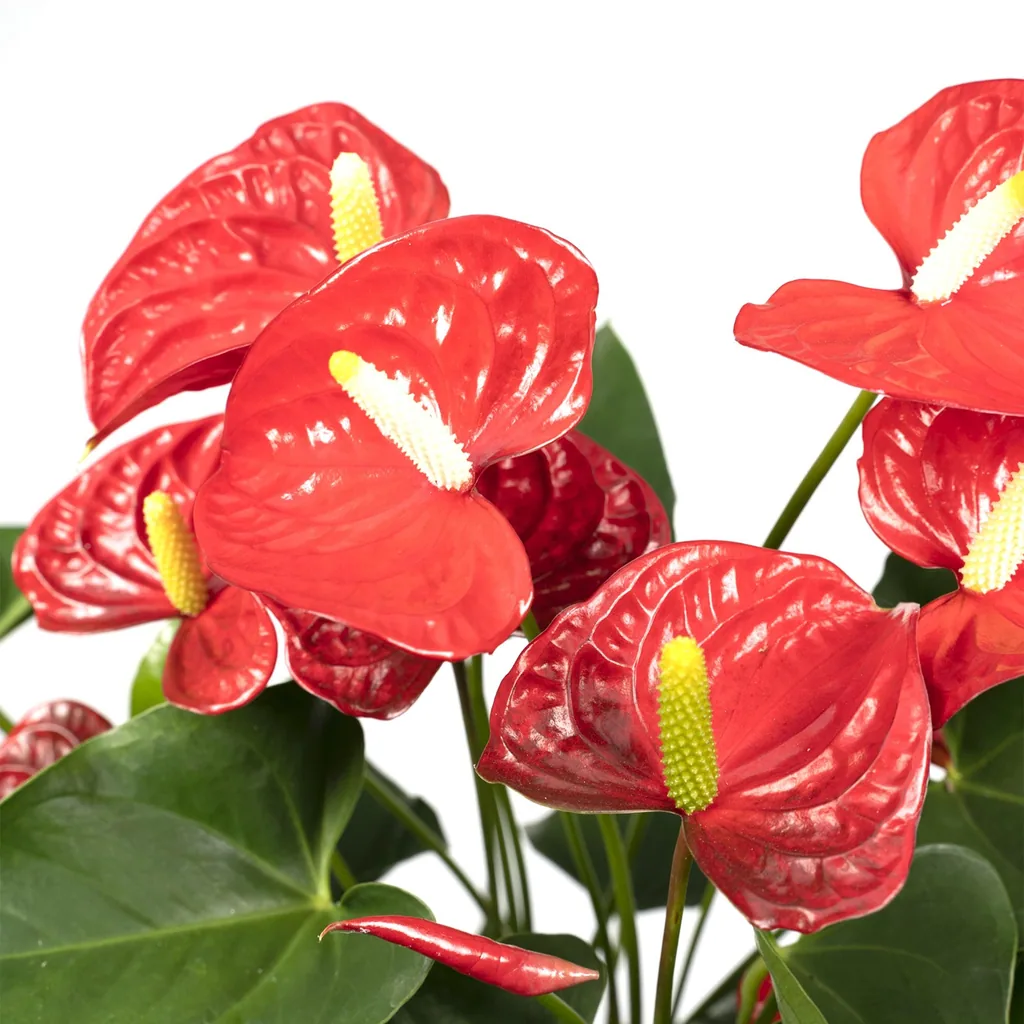 Flamingoblume rot (Anthurium) – pflegeleichte Zimmerpflanze, Topf-Ø 17 cm, Höhe ca. 55 cm