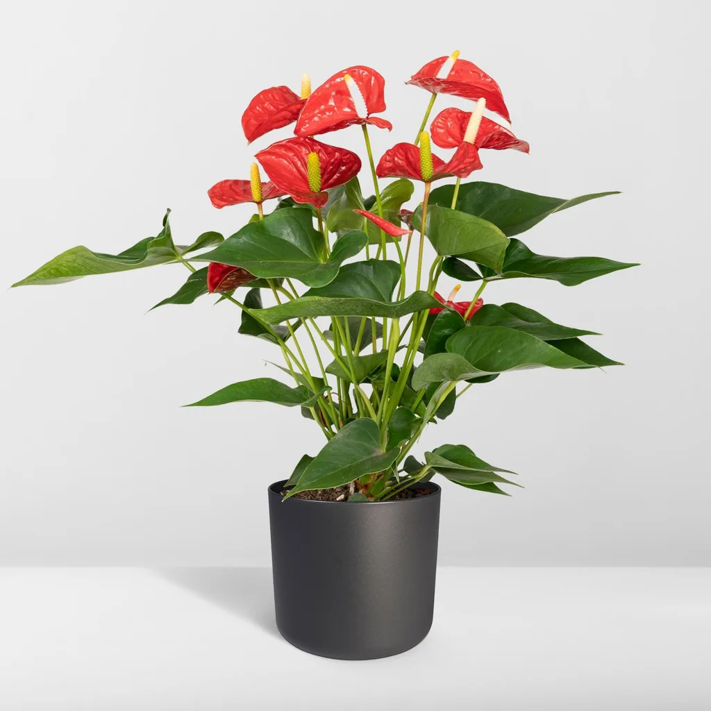 Flamingoblume rot (Anthurium) – pflegeleichte Zimmerpflanze, Topf-Ø 17 cm, Höhe ca. 55 cm