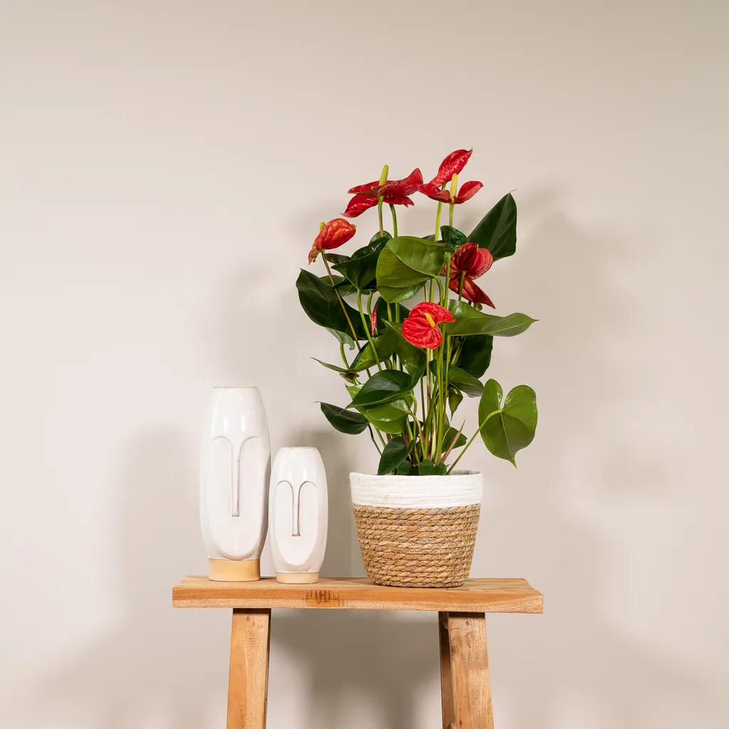 Flamingoblume rot (Anthurium) – pflegeleichte Zimmerpflanze, Topf-Ø 17 cm, Höhe ca. 55 cm