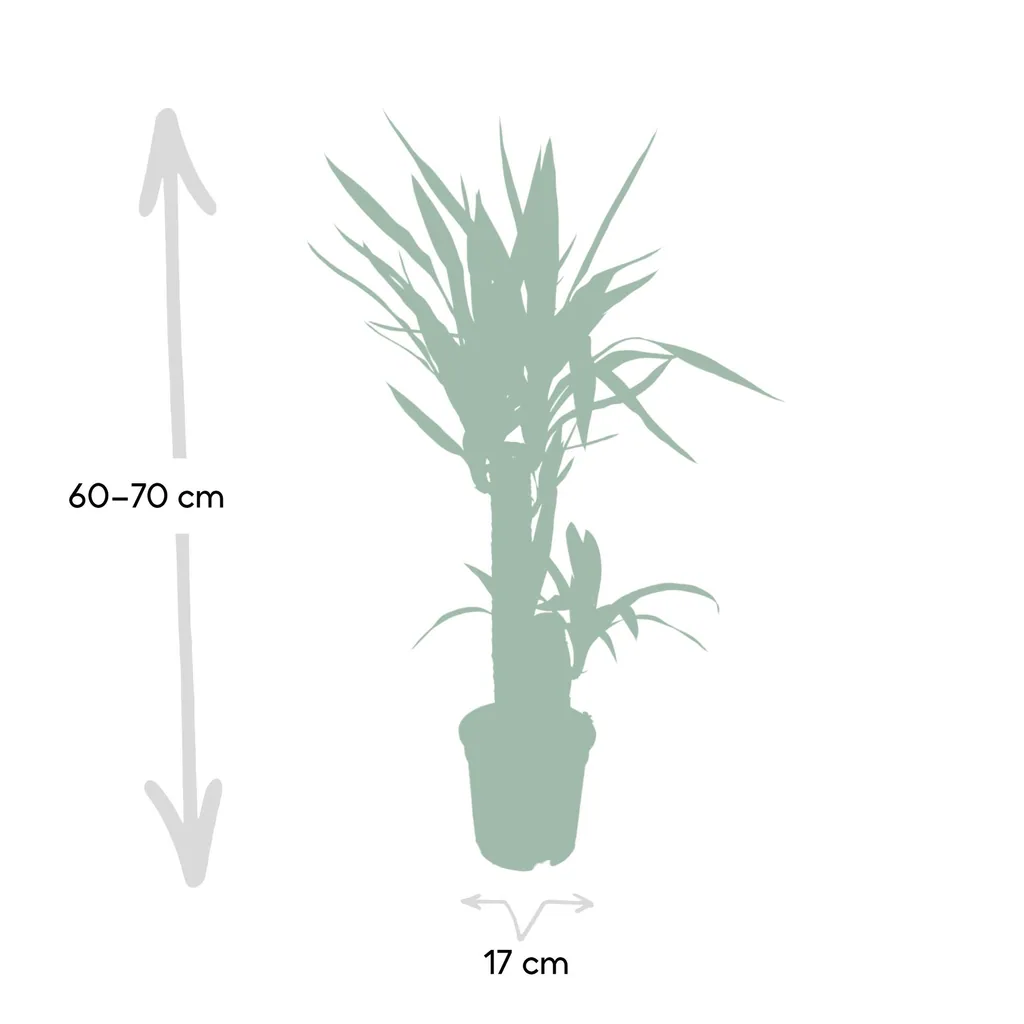 Riesen-Palmlilie (Yucca elephantipes) – pflegeleichte Zimmerpflanze, Topf-Ø 17 cm, Höhe ca. 85 cm