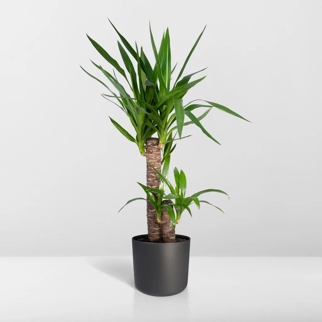 Riesen-Palmlilie (Yucca elephantipes) – pflegeleichte Zimmerpflanze, Topf-Ø 17 cm, Höhe ca. 85 cm
