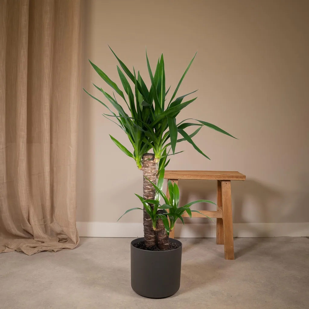 Riesen-Palmlilie (Yucca elephantipes) – pflegeleichte Zimmerpflanze, Topf-Ø 17 cm, Höhe ca. 85 cm