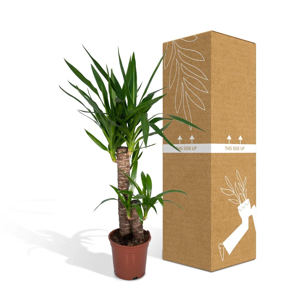 Riesen-Palmlilie (Yucca elephantipes) – pflegeleichte Zimmerpflanze, Topf-Ø 17 cm, Höhe ca. 85 cm