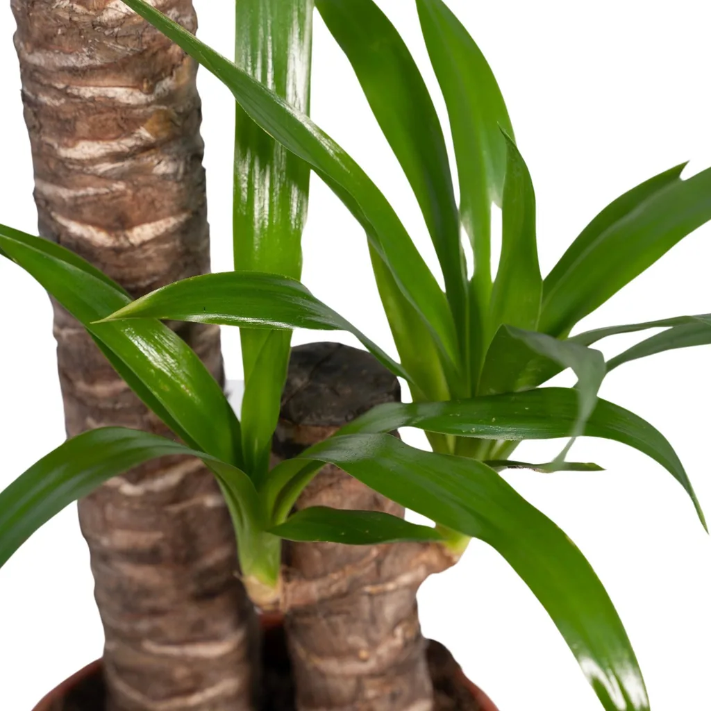 Riesen-Palmlilie (Yucca elephantipes) – pflegeleichte Zimmerpflanze, Topf-Ø 17 cm, Höhe ca. 85 cm