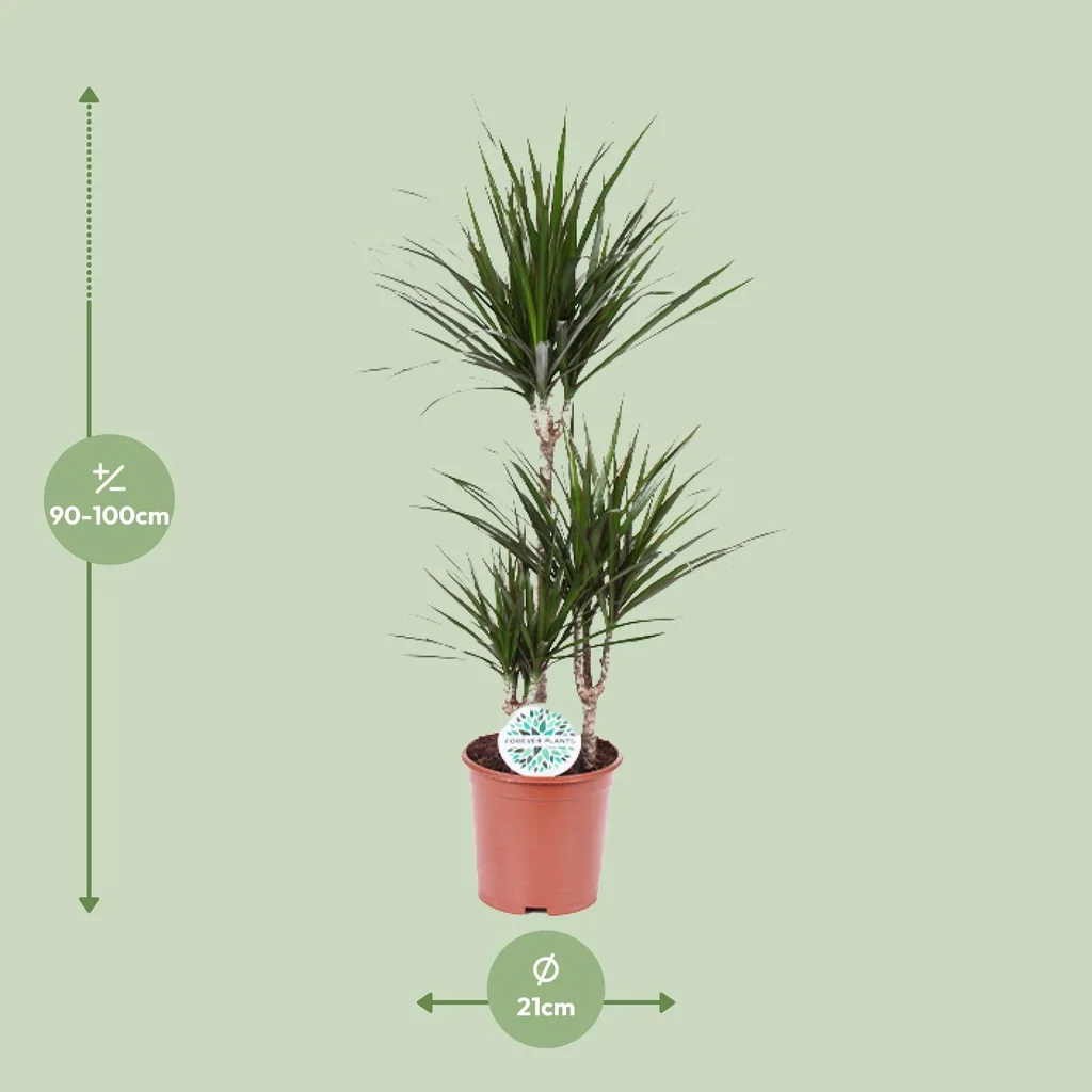 Drachenbaum (Dracaena marginata) – pflegeleichte Zimmerpflanze, Topf-Ø 21 cm, Höhe ca. 115 cm