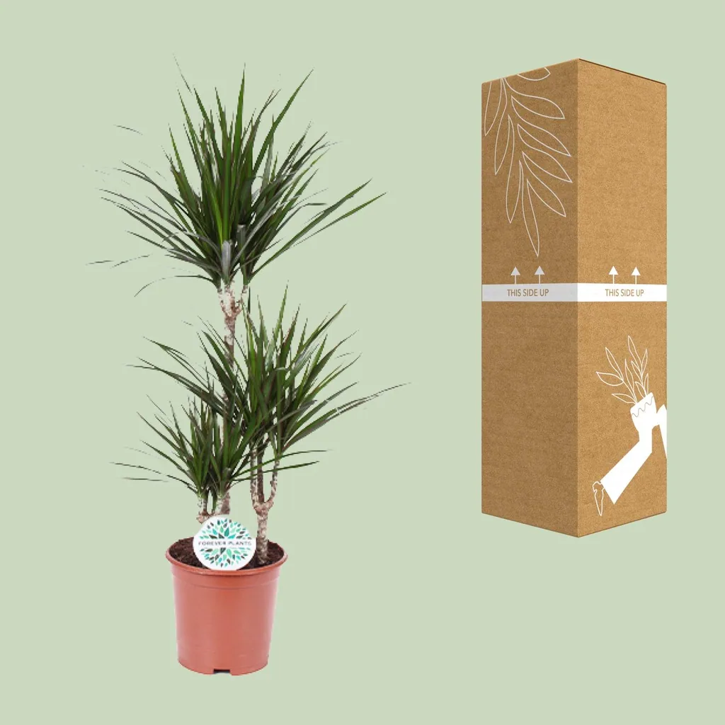 Drachenbaum (Dracaena marginata) – pflegeleichte Zimmerpflanze, Topf-Ø 21 cm, Höhe ca. 115 cm
