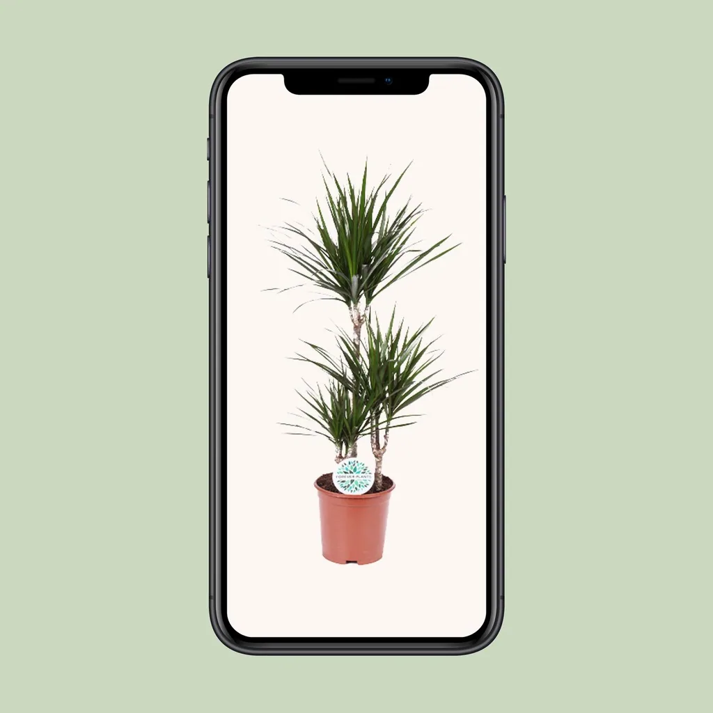 Drachenbaum (Dracaena marginata) – pflegeleichte Zimmerpflanze, Topf-Ø 21 cm, Höhe ca. 115 cm