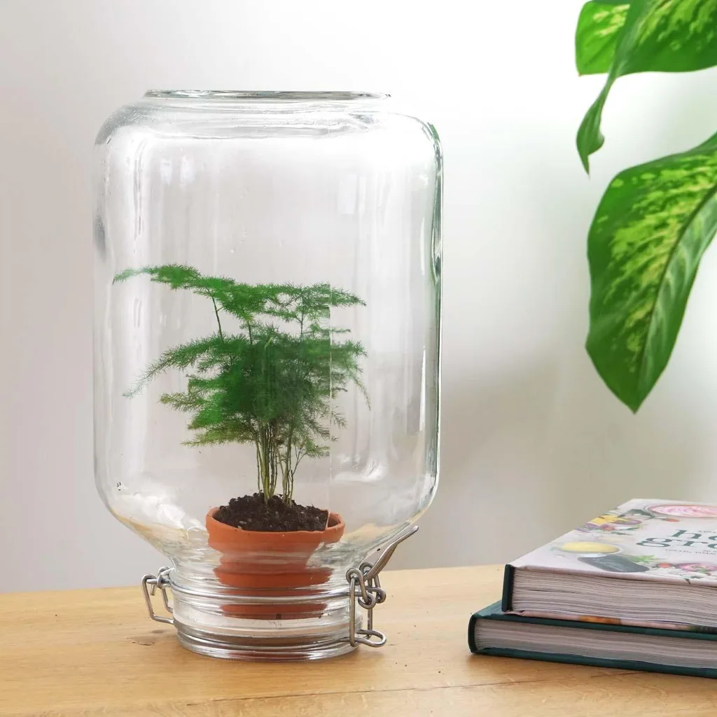 Easyplant Selbstwässerungssystem (Easyplant system) – pflegeleichte Zimmerpflanze