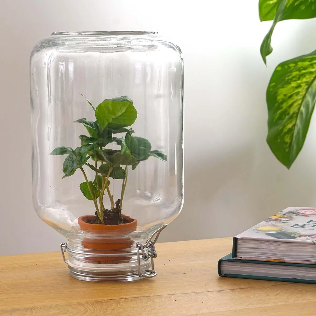 Easyplant (Easyplant easyplant) – pflegeleichte Zimmerpflanze