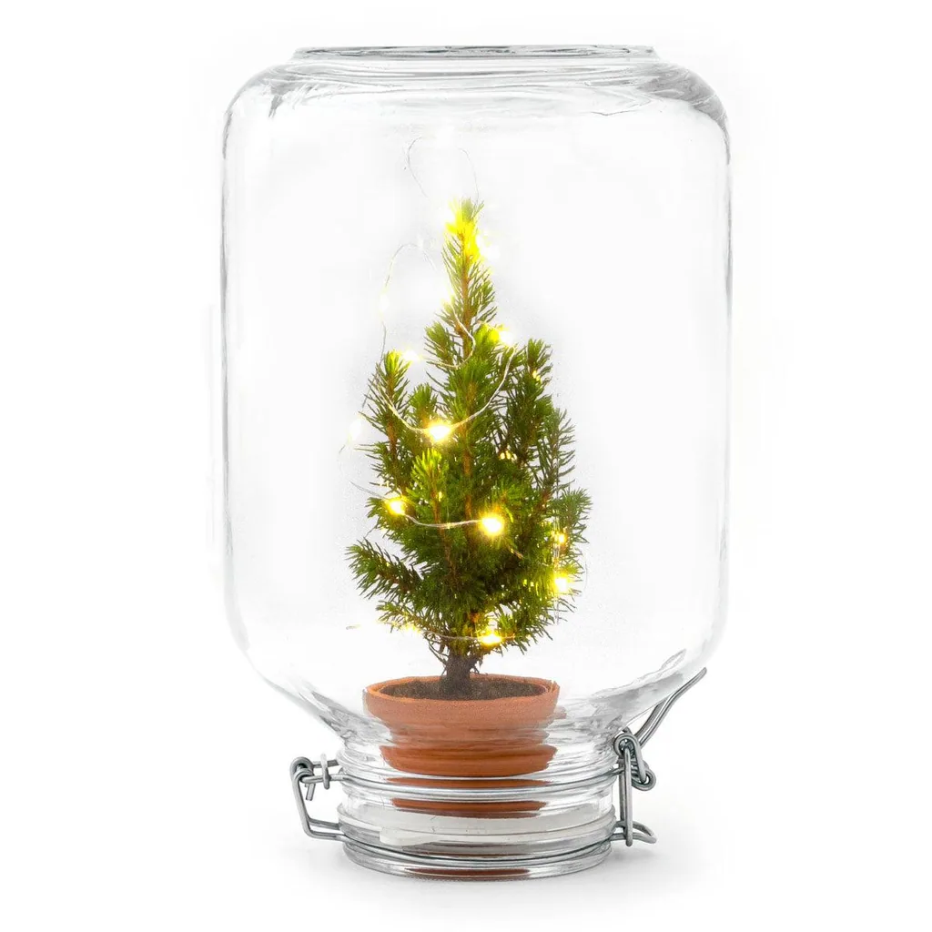 Birkenfeige 'Christmas' (Ficus) – pflegeleichte Zimmerpflanze