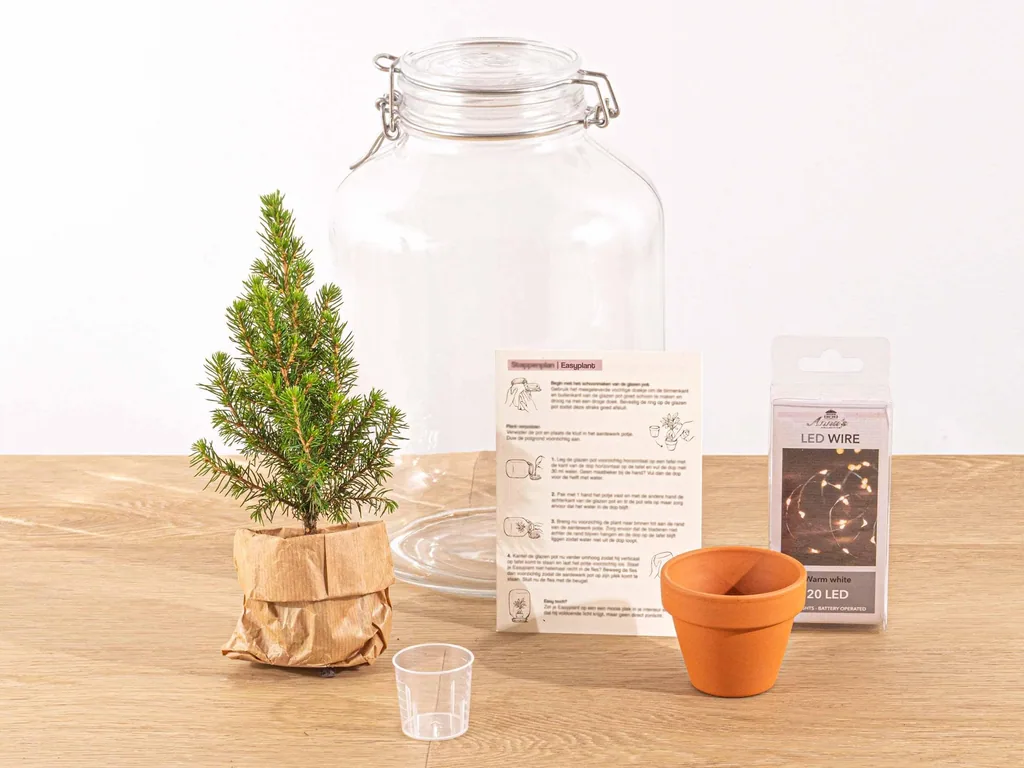 Birkenfeige 'Christmas' (Ficus) – pflegeleichte Zimmerpflanze