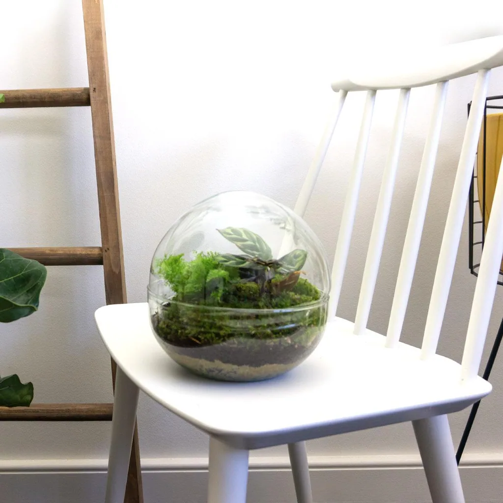 Flaschengarten - Dome - Höhe ca. 20 cm - Normal